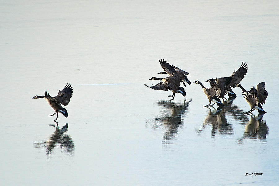 Geese Hitting the Ice Photograph by Stephen Johnson