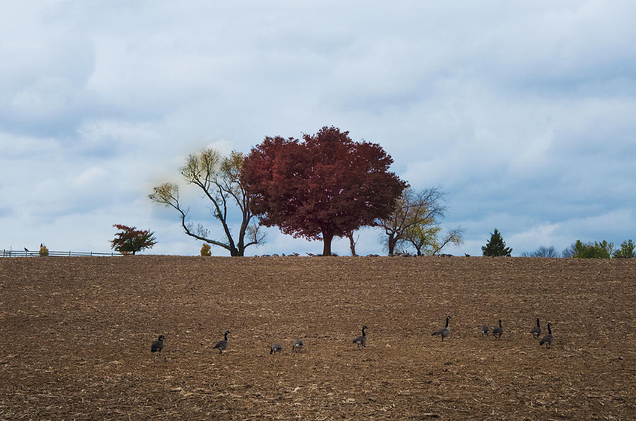 Geese Photograph - Geese in a Farmers Field on a Fall Day by Bill Cannon