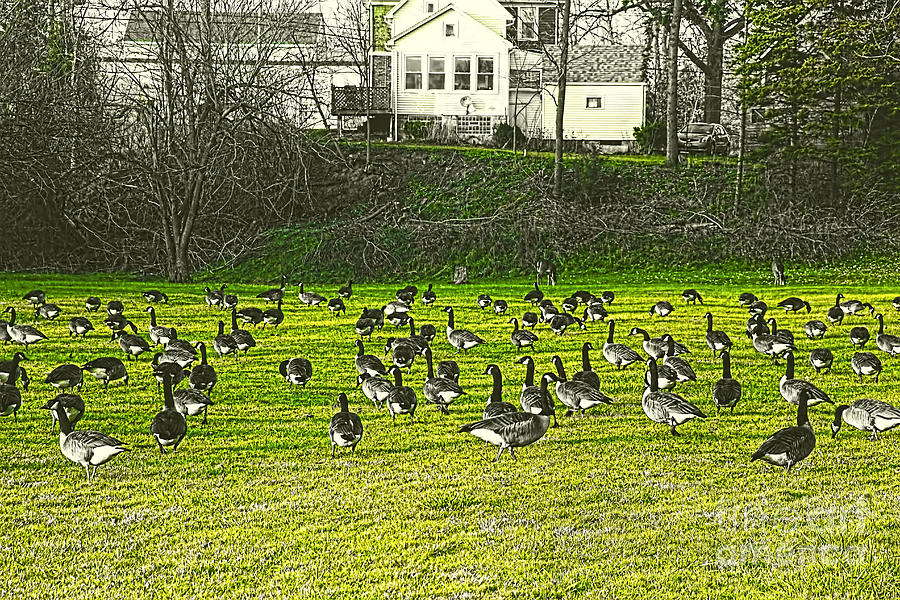 Geese in a green field Photograph by Jim Lepard