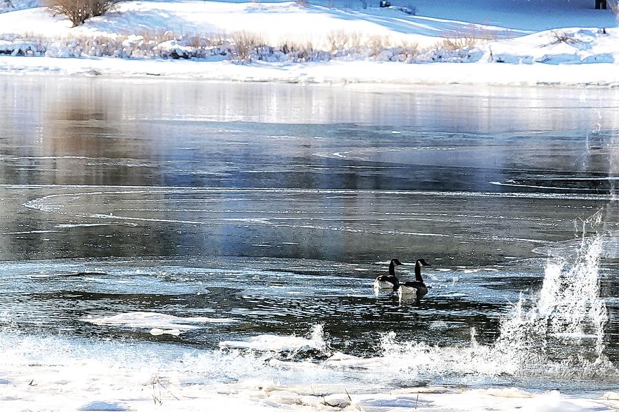 Geese In An Ice Covered Pond Photograph by Constantine Gregory