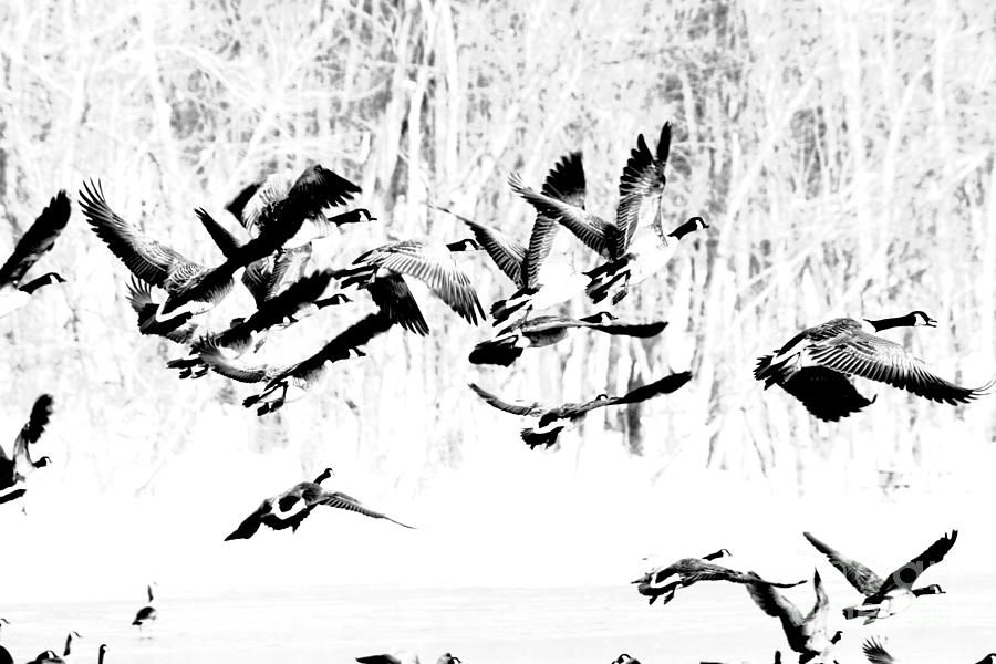 Geese in Fight Photograph by Rick Rauzi