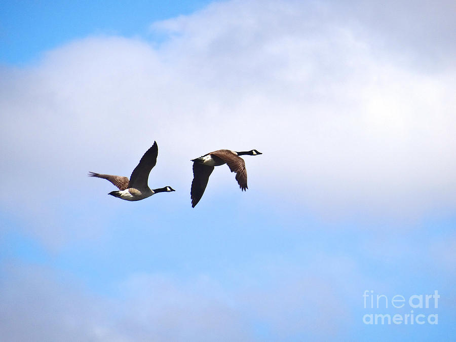 Geese in Flight Photograph by Christopher Plummer