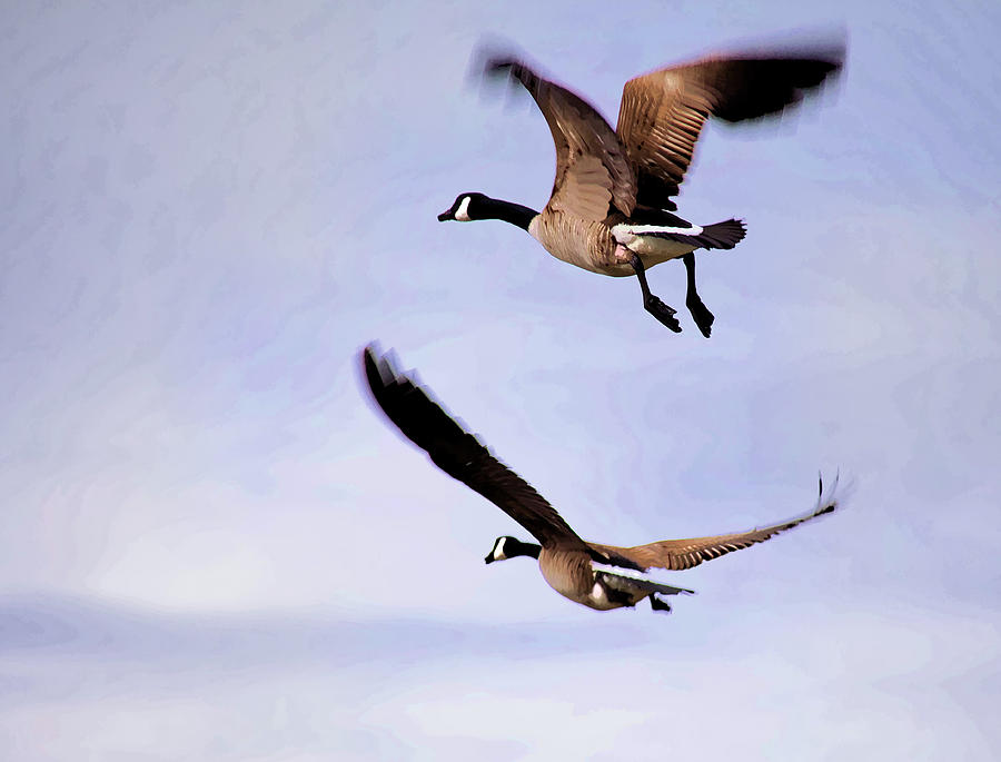 Geese in Flight Photograph by John Crothers