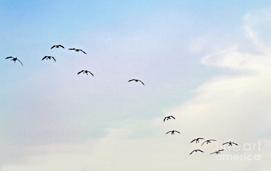 Geese in Flight Photograph by Karen Adams