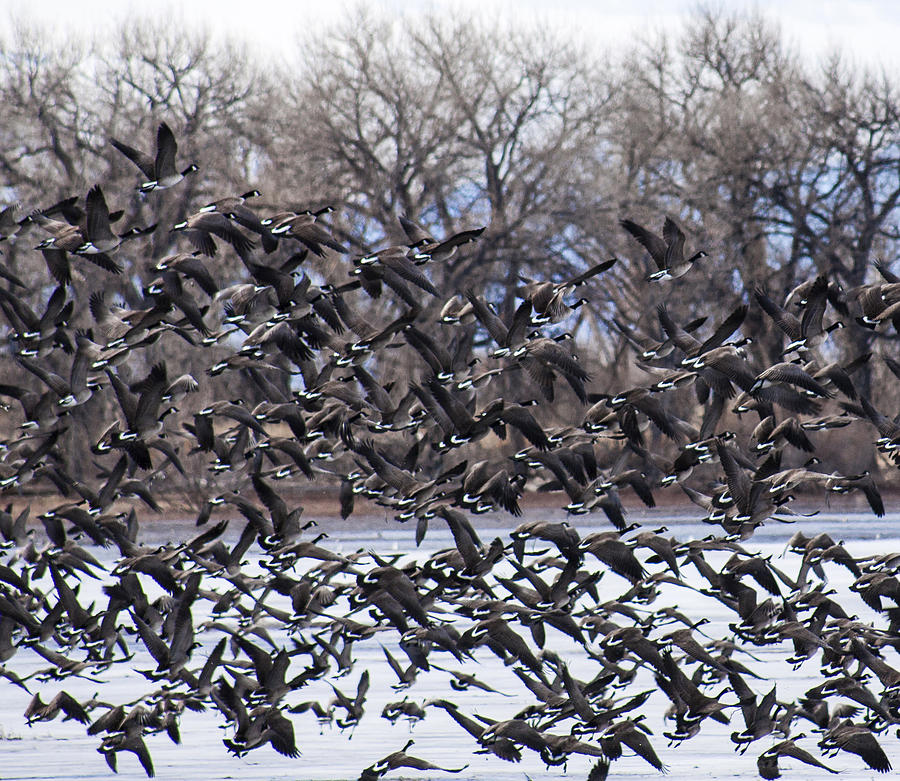 Geese in Flight Photograph by Marilyn Hunt