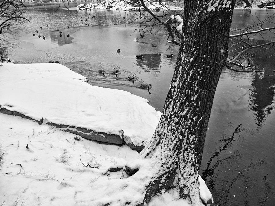 Geese In Icy Water Photograph by Cornelis Verwaal