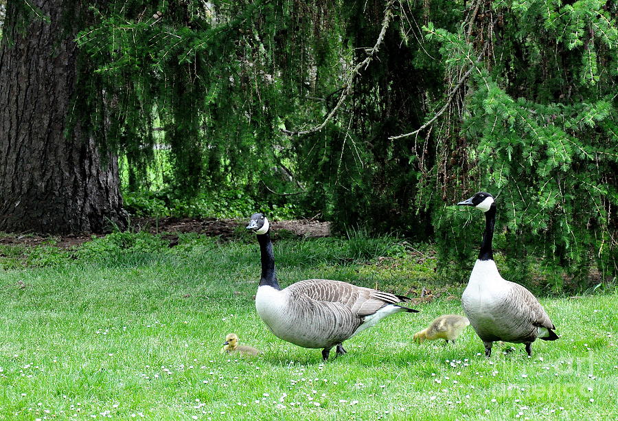 Geese in Kew Gardens  Photograph by Tatyana Searcy