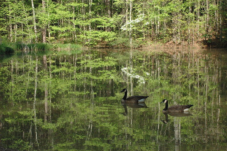 Animal Photograph - Geese In Reflections by Les Scarborough