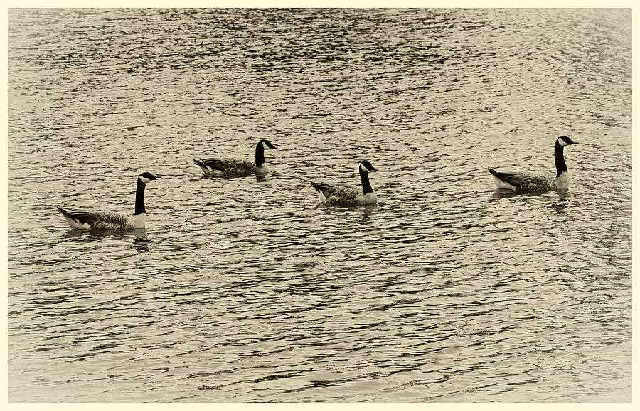 Geese in Sepia Photograph by Tony Grider