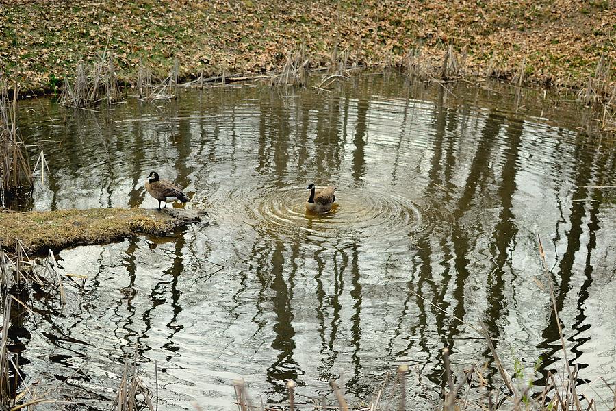 Geese Photograph - Geese In Small Pond by Robert Gross