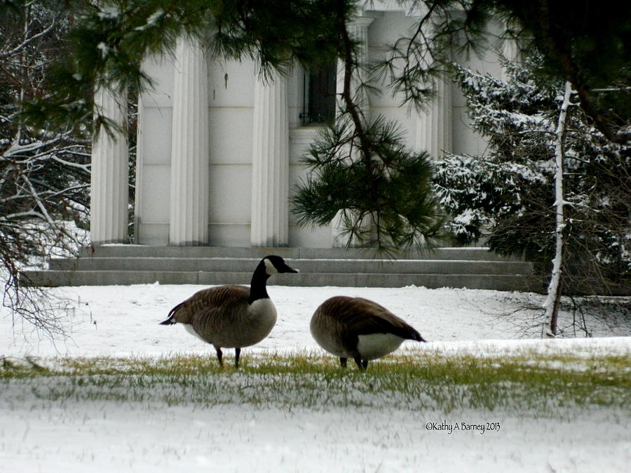 Geese in Snow Photograph by Kathy Barney