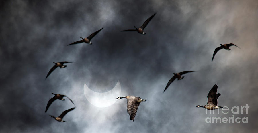 Geese in Solar Eclips Photograph by Rebecca Cozart
