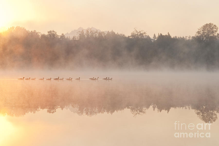 Geese In Sunrise And Fog, Lake Cassidy Photograph by Jim Corwin