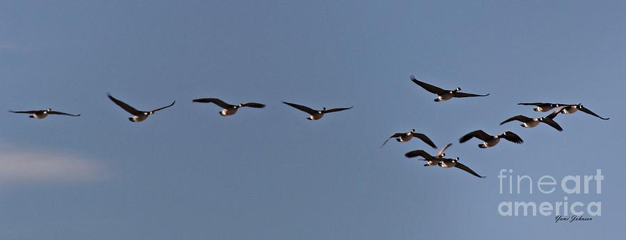 Geese in the flight  Photograph by Yumi Johnson