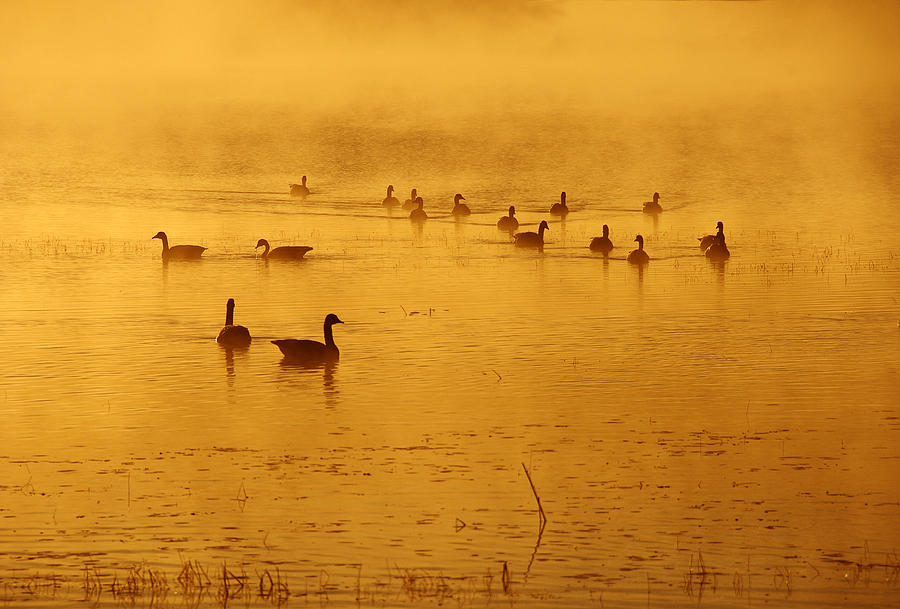 Geese in the Morning Mist Photograph by Gordon Ripley