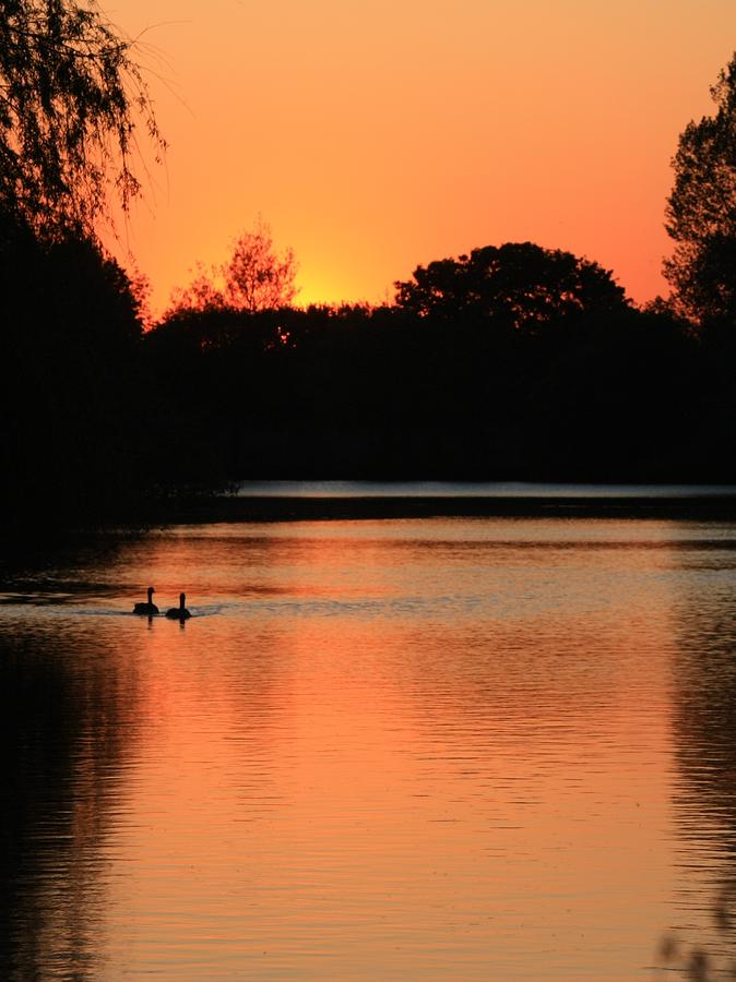 Geese in the Sunset Photograph by Jeremy Hayden