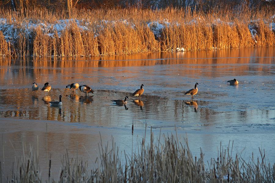 Geese in Wetlands Photograph by Tana Reiff