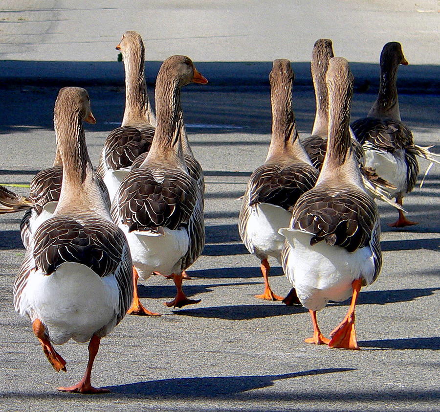Geese  Photograph by Jeff Lowe