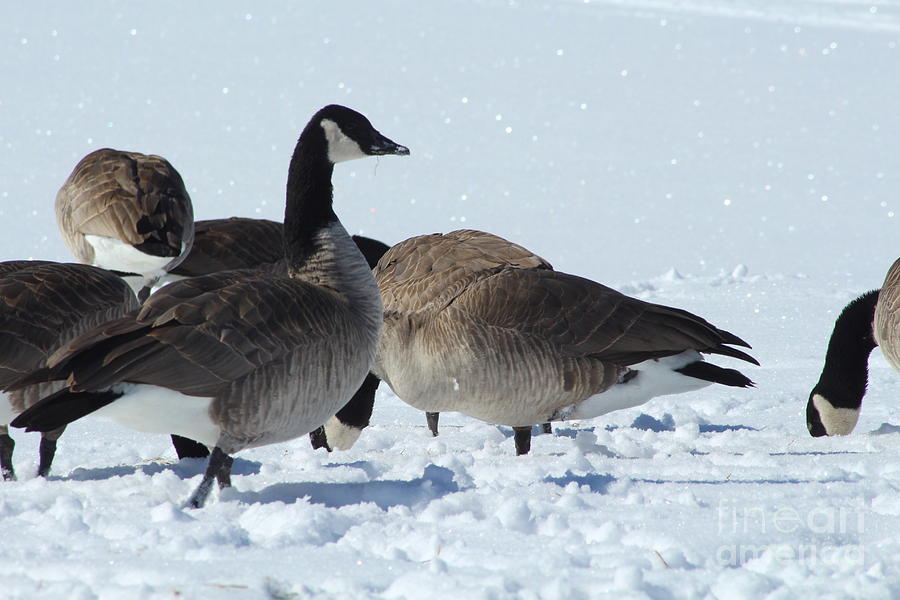 Canadian Geese near Colorado Springs Photograph by JD Smith