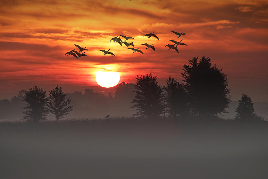 Geese on a Foggy Morning Sunrise Photograph by Randall Nyhof