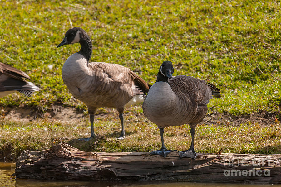 Geese On A Log Photograph