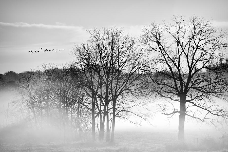 Geese Photograph - Geese On A Misty Morning  by Marcia Colelli