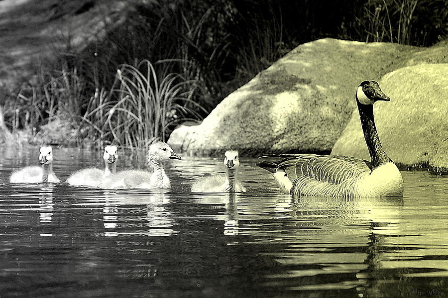 Geese on a New Hampshire Pond Photograph by Mim White