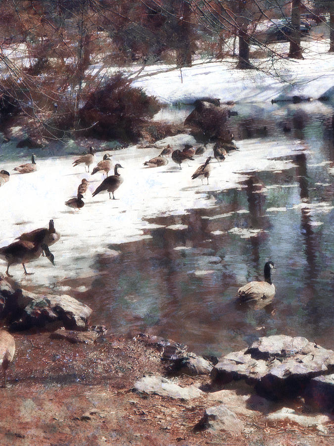 Geese on an Icy Pond Photograph by Susan Savad
