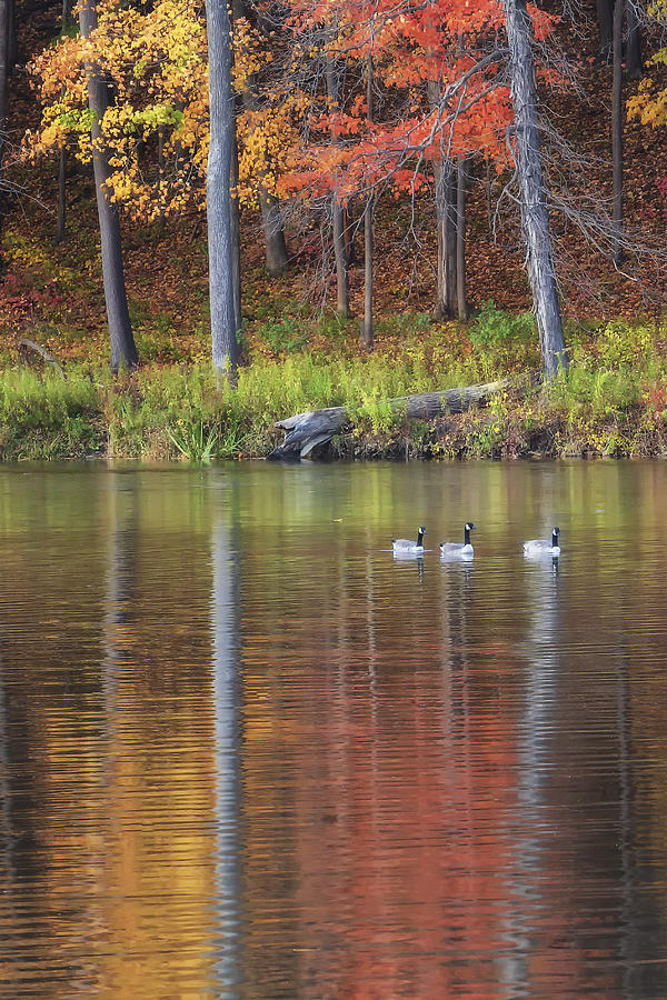 Geese On Beebe Lake Photograph by Michele Steffey