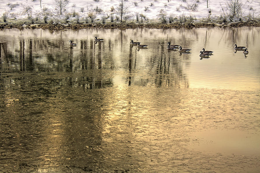 Geese on Golden Pond Photograph by Jason Politte