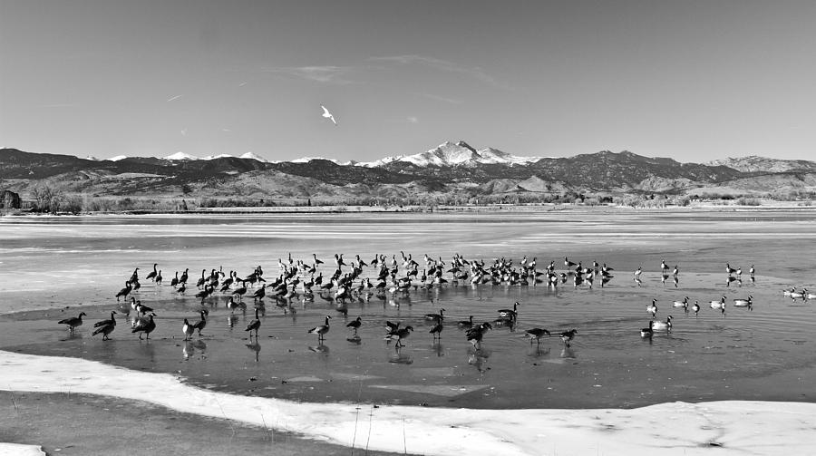 Geese On Ice BW Photograph by James BO Insogna