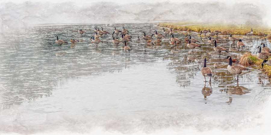 Geese on Ice Digital Art by Randy Steele