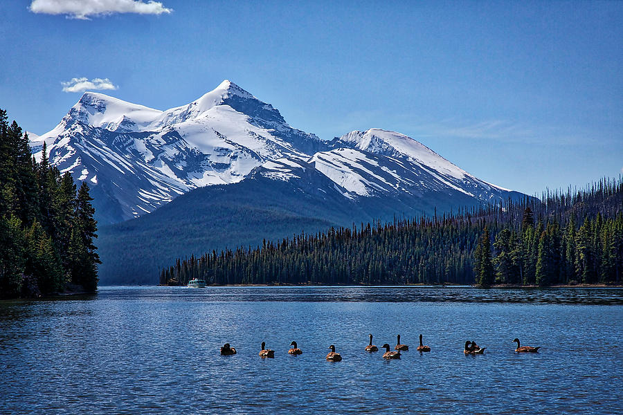 Geese on Maligne Lake - Jasper Photograph by Stuart Litoff