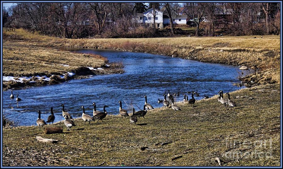 Geese on the Creek Photograph by Jim Lepard