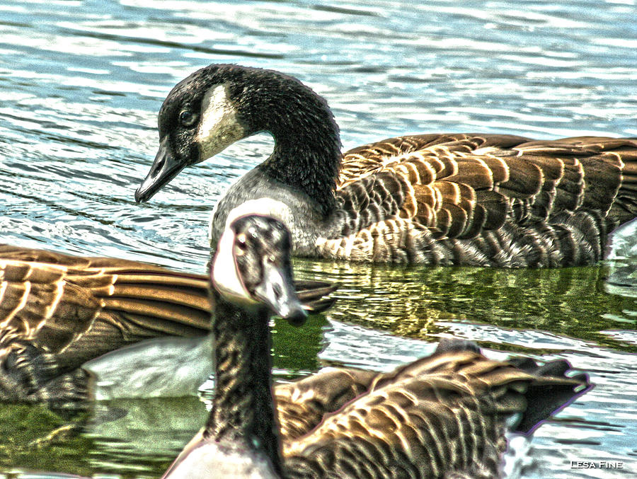Geese On The Pond II Photograph by Lesa Fine
