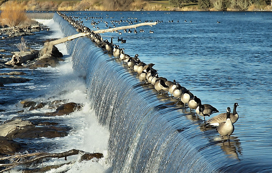 Geese Photograph - Geese on the Snake by Robert Lake