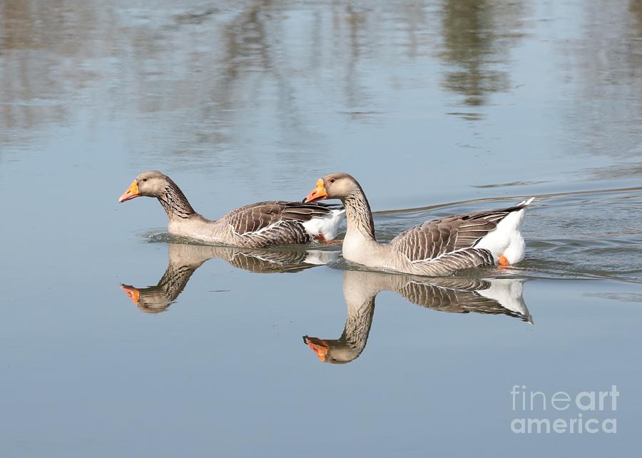 Geese on the Yakima River  Photograph by Carol Groenen
