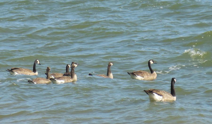 Canadian Geese Photograph - Geese Out For A Swim by Linda Gonzalez