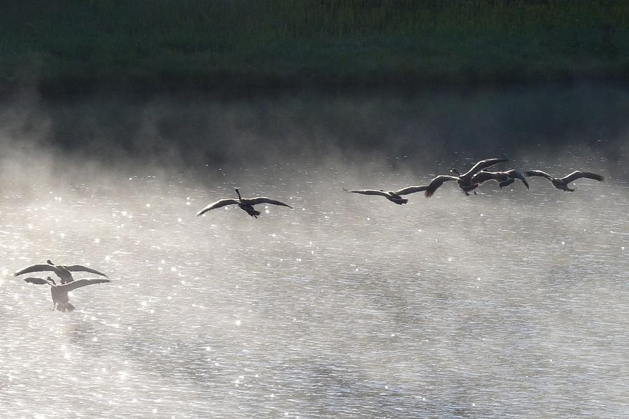 Geese over Burgess Lake Photograph by Marilyn Burton