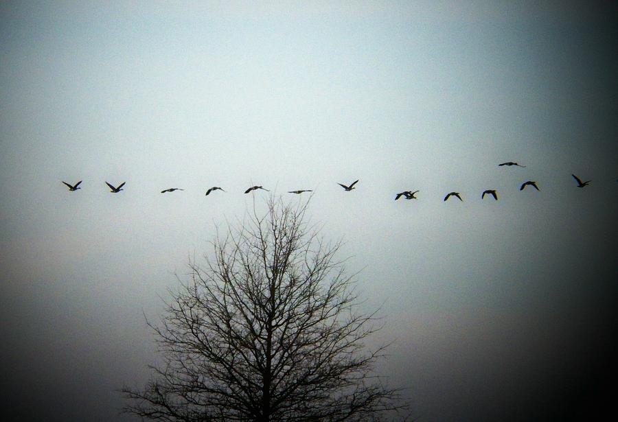 Geese Over Tree Photograph by Joyce Kimble Smith