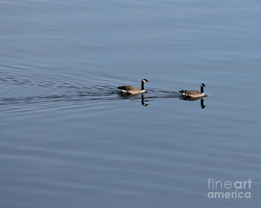 Geese Reflected Photograph by Leone Lund
