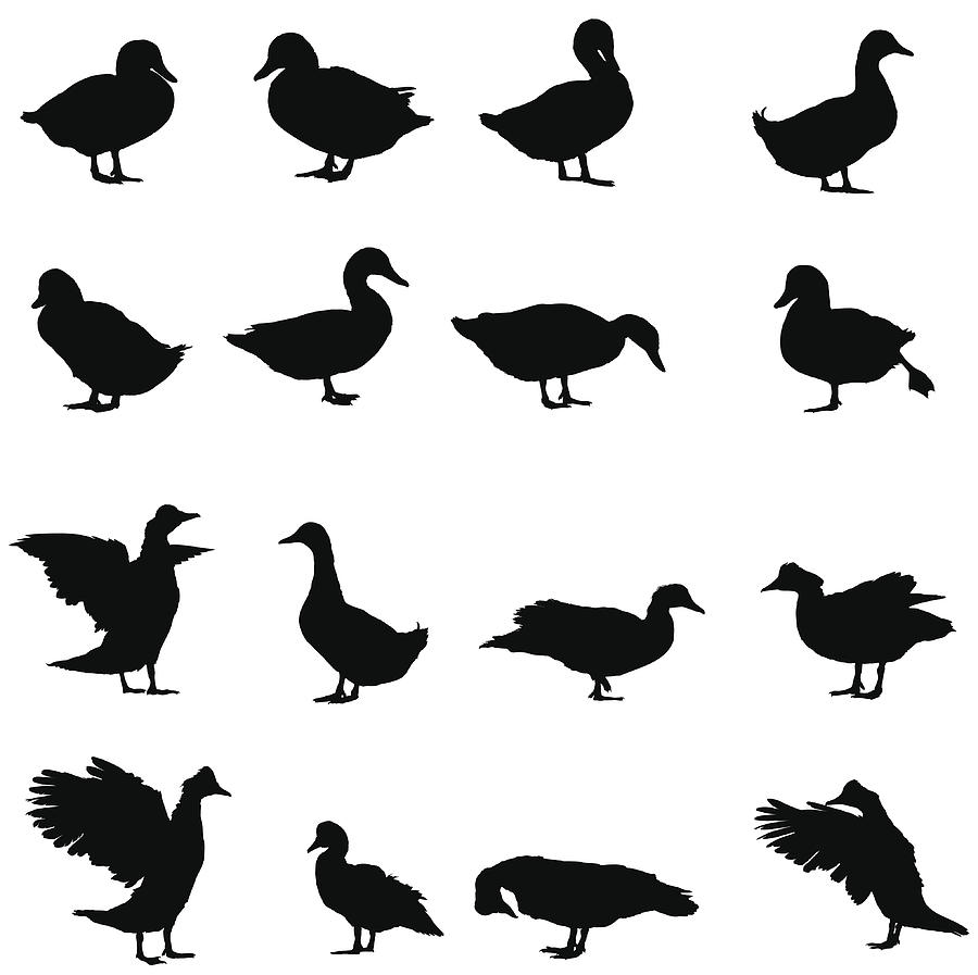 Geese Silhouette Drawing by Vectorig