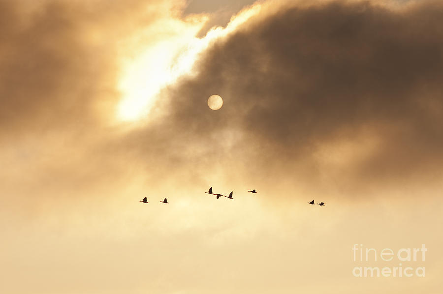 Geese Silhouetted Photograph
