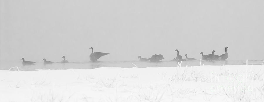 Geese  Photograph by Steven Ralser
