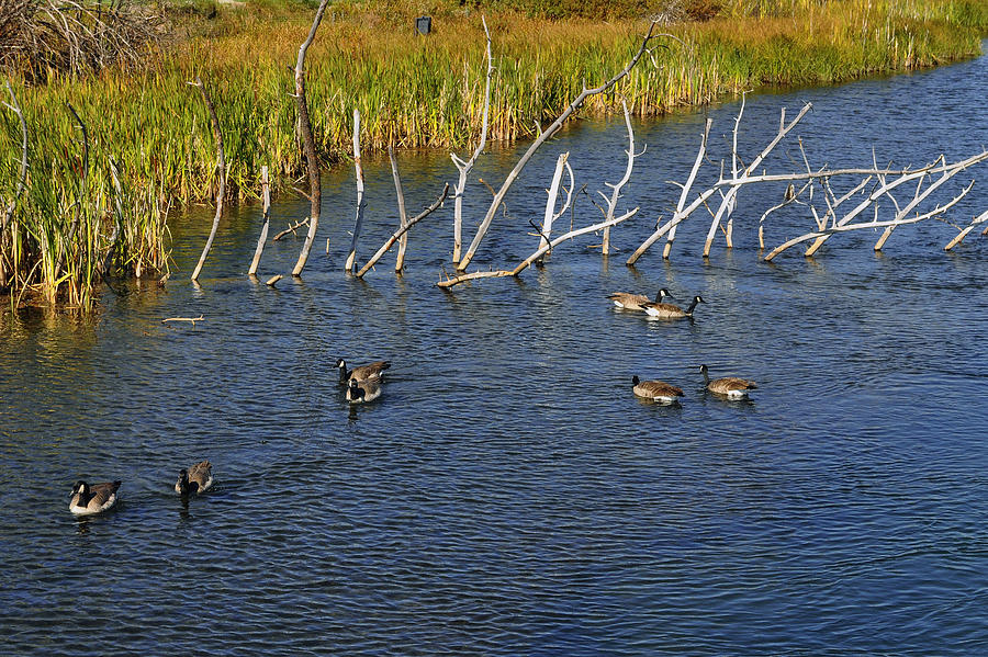 Geese Swimming In Bend Oregon Photograph