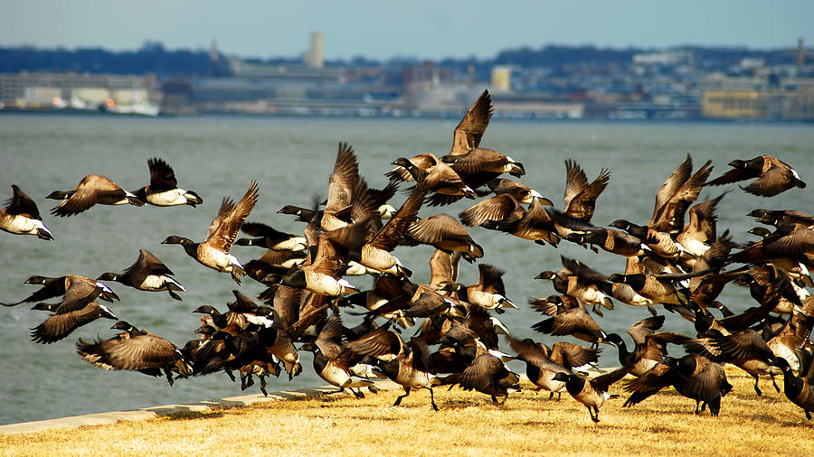 Geese Taking Flight Photograph by Songquan Deng