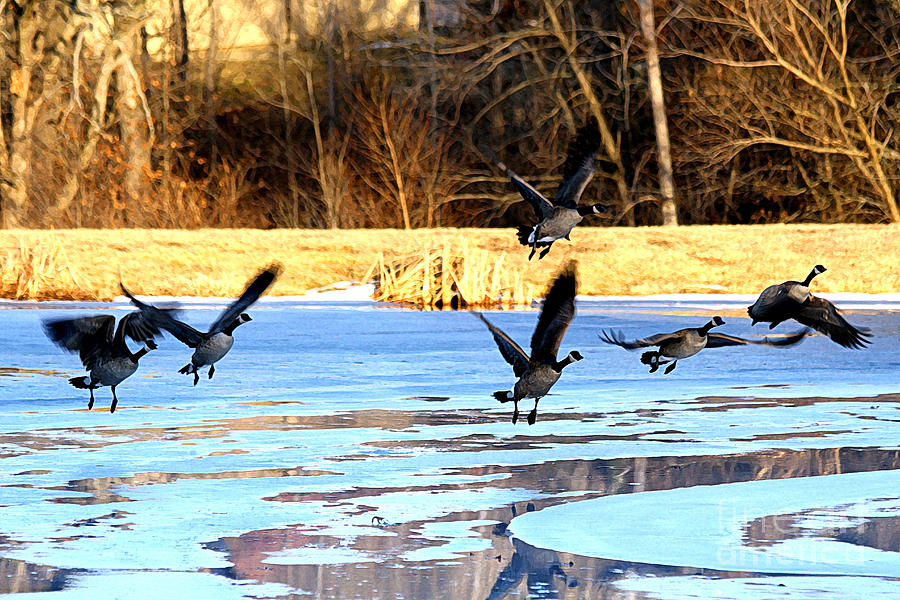 Geese Taking Off From A Frozen Pond Photograph by Catherine Sherman