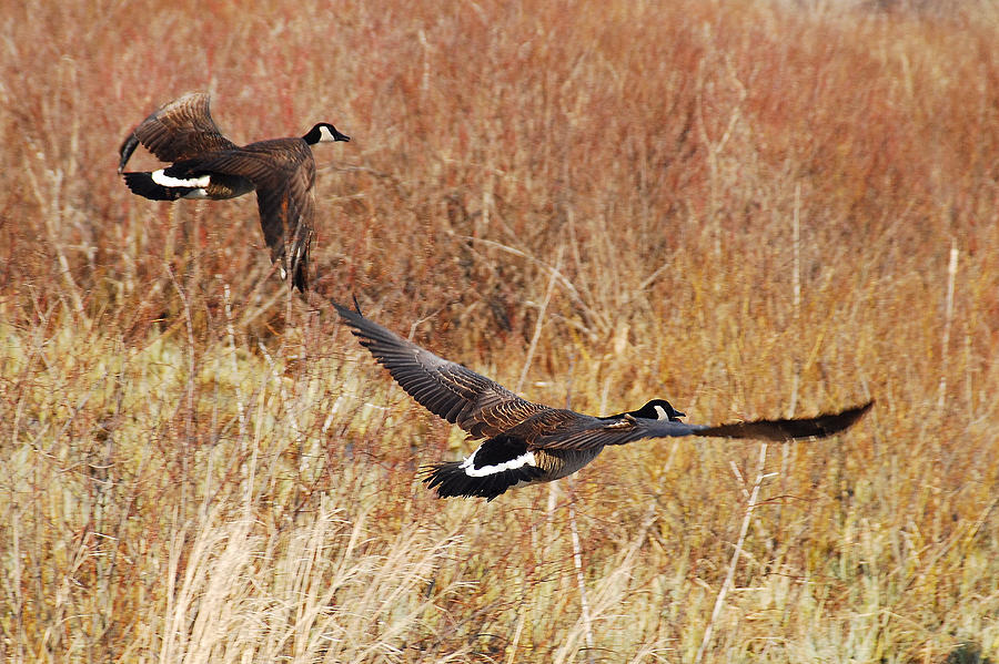 Geese - Taking Off in Flight Photograph by Janice Adomeit