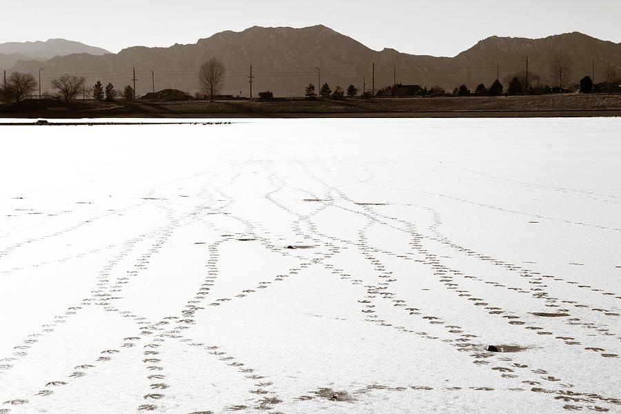 Geese Tracks in Winter Photograph by Marilyn Hunt