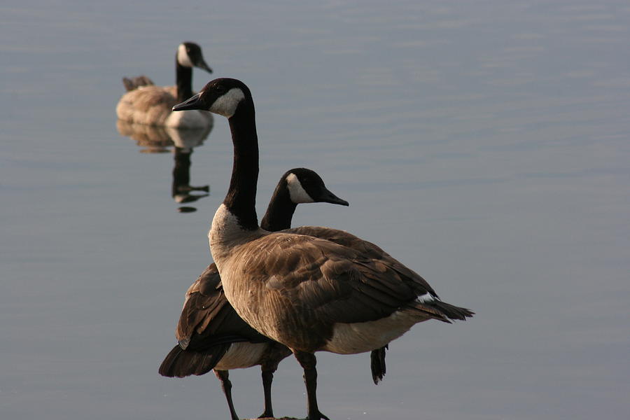Geese Twister Photograph by Paula Brown
